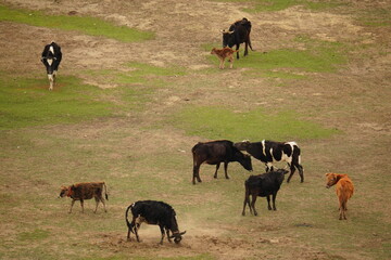 The Napa Lake Shangri La Grassland is covered with cattle and sheep everywhere