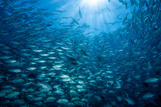 Malaysia, Sabah, Sipadan, Huge school of Bigeye Trevally (Caranx sexfasciatus), Bigeye Jack, Jackfish