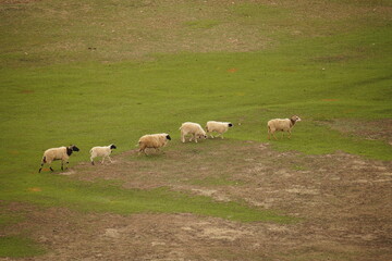 Fototapeta premium The Napa Lake Shangri La Grassland is covered with cattle and sheep everywhere