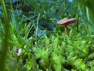 Little mushroom in the grass