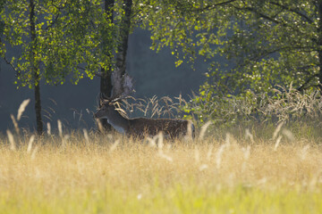 stag with magnificent antlers in late summer, lovely male fallow deer between tall grasses in the...