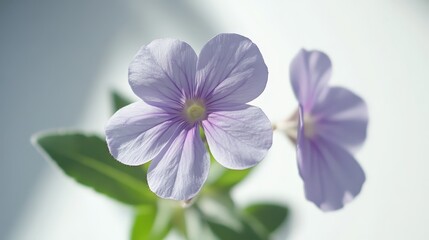 Obraz premium Delicate lavender flower against soft light background