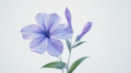 Obraz premium Serene lavender bloom and buds against minimalist background