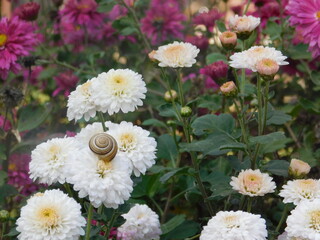autumn flowers2