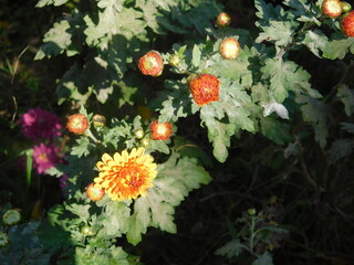 autumn flowers 1