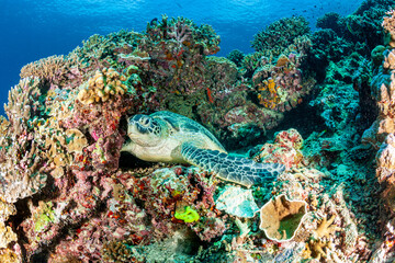Malaysia, Sabah, Sipadan, Green Sea Turtle (Chelonia mydas)