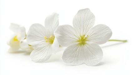 Obraz premium Delicate white flower blossoms on clean background highlighting natural elegance