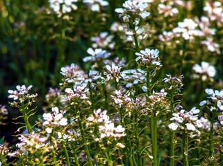 Obraz premium Iberis amara, called wild candytuft, rocket candytuft and bitter candytuft, is a species of flowering plant in the genus Iberis