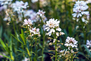 Iberis amara, called wild candytuft, rocket candytuft and bitter candytuft, is a species of flowering plant in the genus Iberis