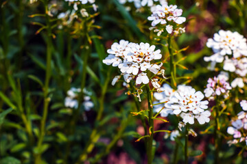 Iberis amara, called wild candytuft, rocket candytuft and bitter candytuft, is a species of flowering plant in the genus Iberis