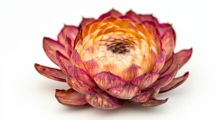 Vibrant protea blossom against white background capturing nature's beauty