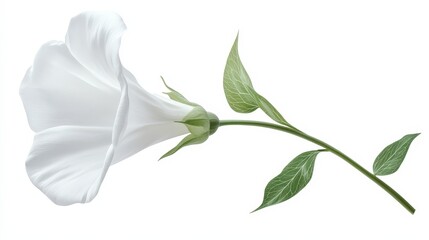 Obraz premium Delicate white morning glory flower on stem with green leaves