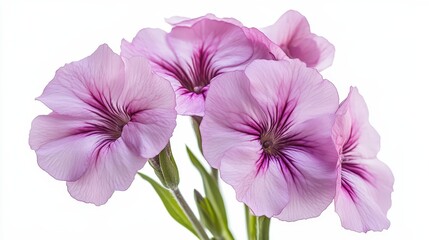 Fototapeta premium Delicate pink flowers with soft petals and vibrant streaks on white background