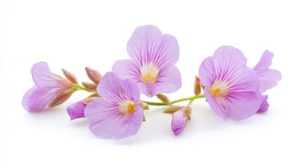 Fototapeta premium Delicate pink flowers on white background: nature's tranquil beauty