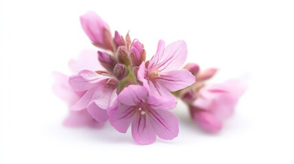 Fototapeta premium Delicate pink flowers on soft white background for floral themes