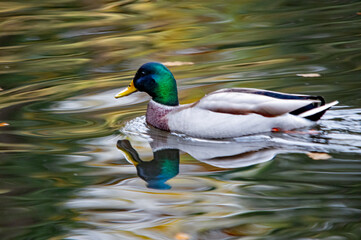 Fototapeta premium Männliche Stockente mit spiegelndem Kopf auf dem Wasser