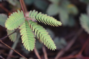 The foliage of the Mimosa pudica plant with warm morning light. Fresh green foliage