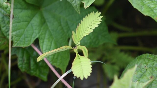 Footage of mimosa pudica plant leaves that close or fold when touched