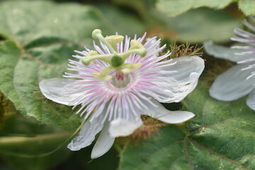 A close-up of the Rambusa flower, Passiflora foetida, also known as the Passion flower. Flowers...
