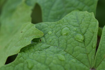 Dewdrops on the green leaves of Cheeseweed or Malva parviflora in the morning 