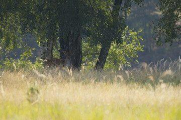 fallow deer next to birch trees, stag hidden by tall grass and trees, stag with magnificent antlers...