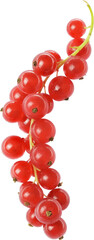 red currant berries isolated