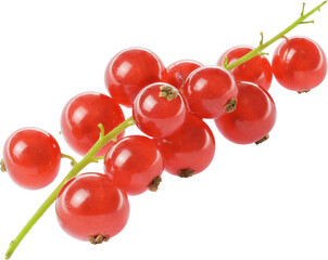 red currant berries isolated