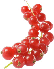 red currant berries isolated