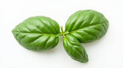 Fototapeta premium Top view of fresh basil leaves, highlighting their aromatic qualities