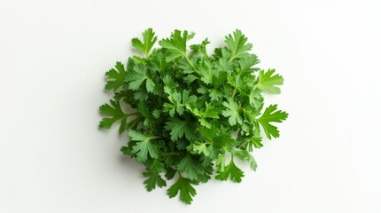 Obraz premium Fresh cilantro leaves on a white background, vibrant and green