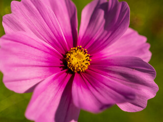 Obraz premium ピンク色のコスモスの花01