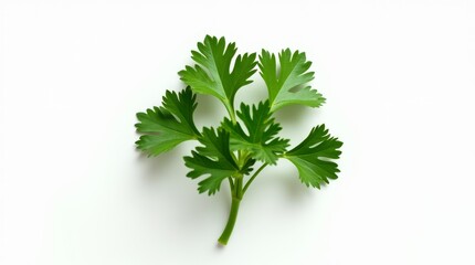 Fototapeta premium Fresh Parsley sprig on white background, showcasing vibrant green and aromatic leaves