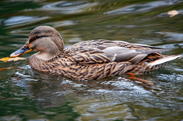 Weibliche Stockente schwimmt auf dem Wasser