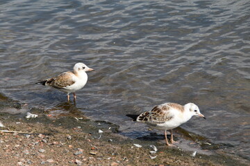 Two gulls are walking at the seaside in sunny day.
