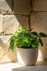Potted Plant on Stone Wall