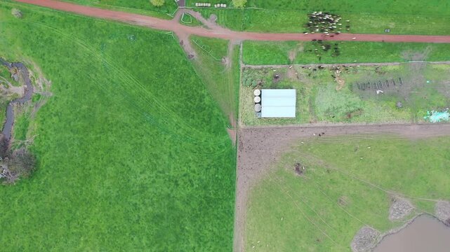 herding cows with a motorbike on a farm. mustering cattle on a ranch