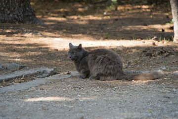 A gray cat sitting quietly on a dirt path surrounded by trees in a serene outdoor setting during daylight hours