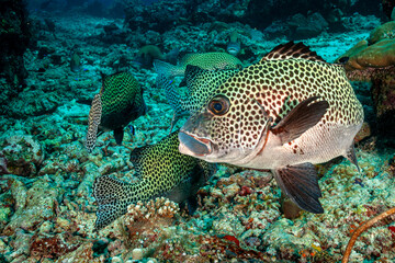 Malaysia, Sabah, Sipadan, Many-spotted sweetlips, Plectorhinchus chaetodonoides