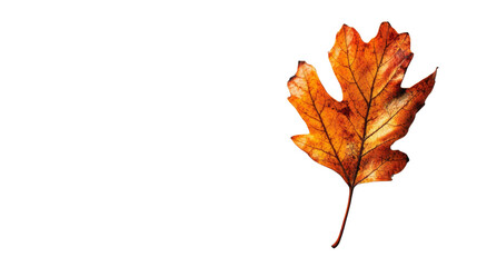 Leaf transparent background