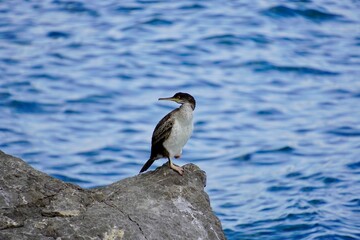 European shag. Gulosus aristotelis 