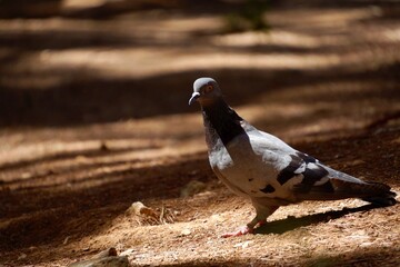 Pigeon on the ground