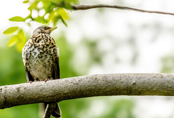 A thrush bird on a tree branch in spring.