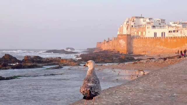 ESSAOUIRA City Atlantic Ocean MOROCCO Africa