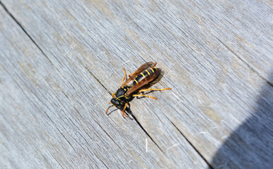 a wasp is sitting on the wooden background close up 