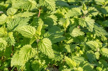 stinging nettle