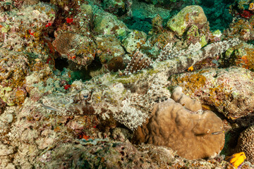 Malaysia, Sabah, Kapalai, Crocodilefish (Cymbacephalus beauforti), De Beaufort's flathead