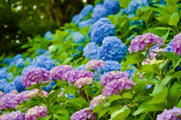 綺麗なアジサイ