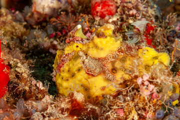 Malaysia, Sabah, Kapalai, Warty Frogfish, Clown Frogfish (Antennarius maculatus)