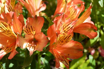 Giardino di Monet, Giverny, Francia