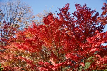 綺麗な紅葉の紅葉